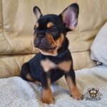 imperialfrenchbulldogs_1644885122606479